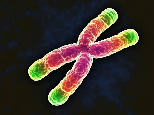 What Are Telomeres and How Do They Affect Aging & Health